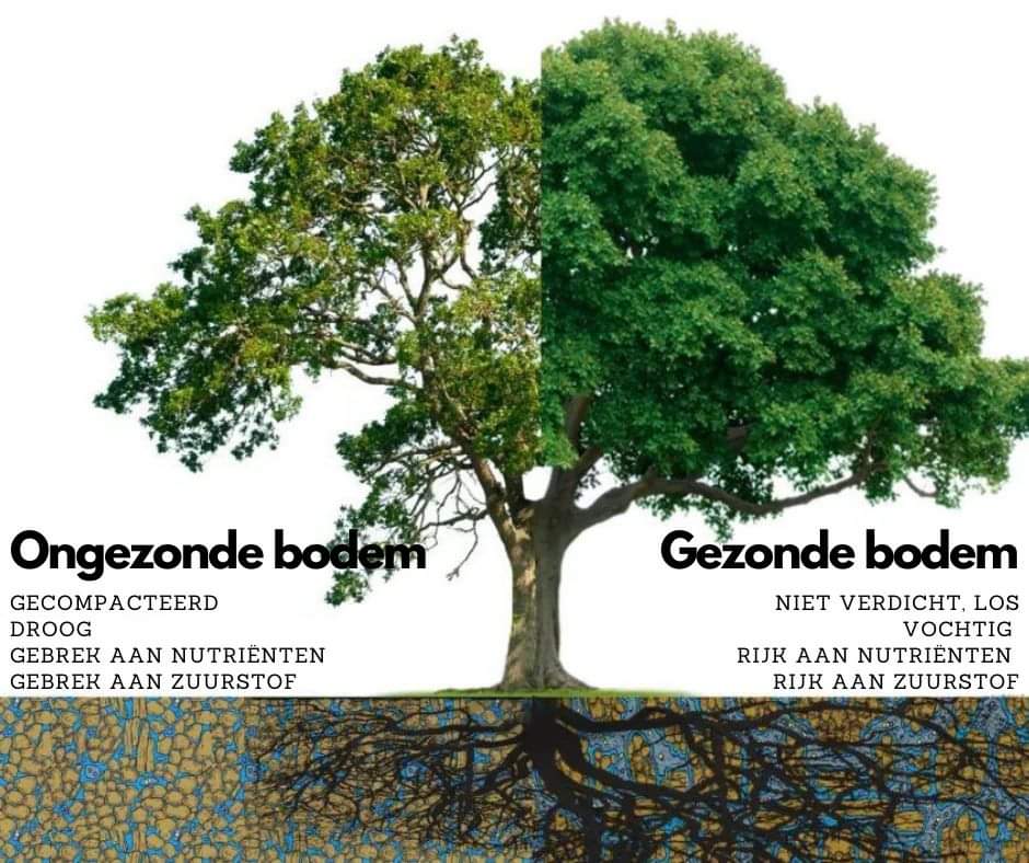 tuinaannemers Geel | Bomen Thys