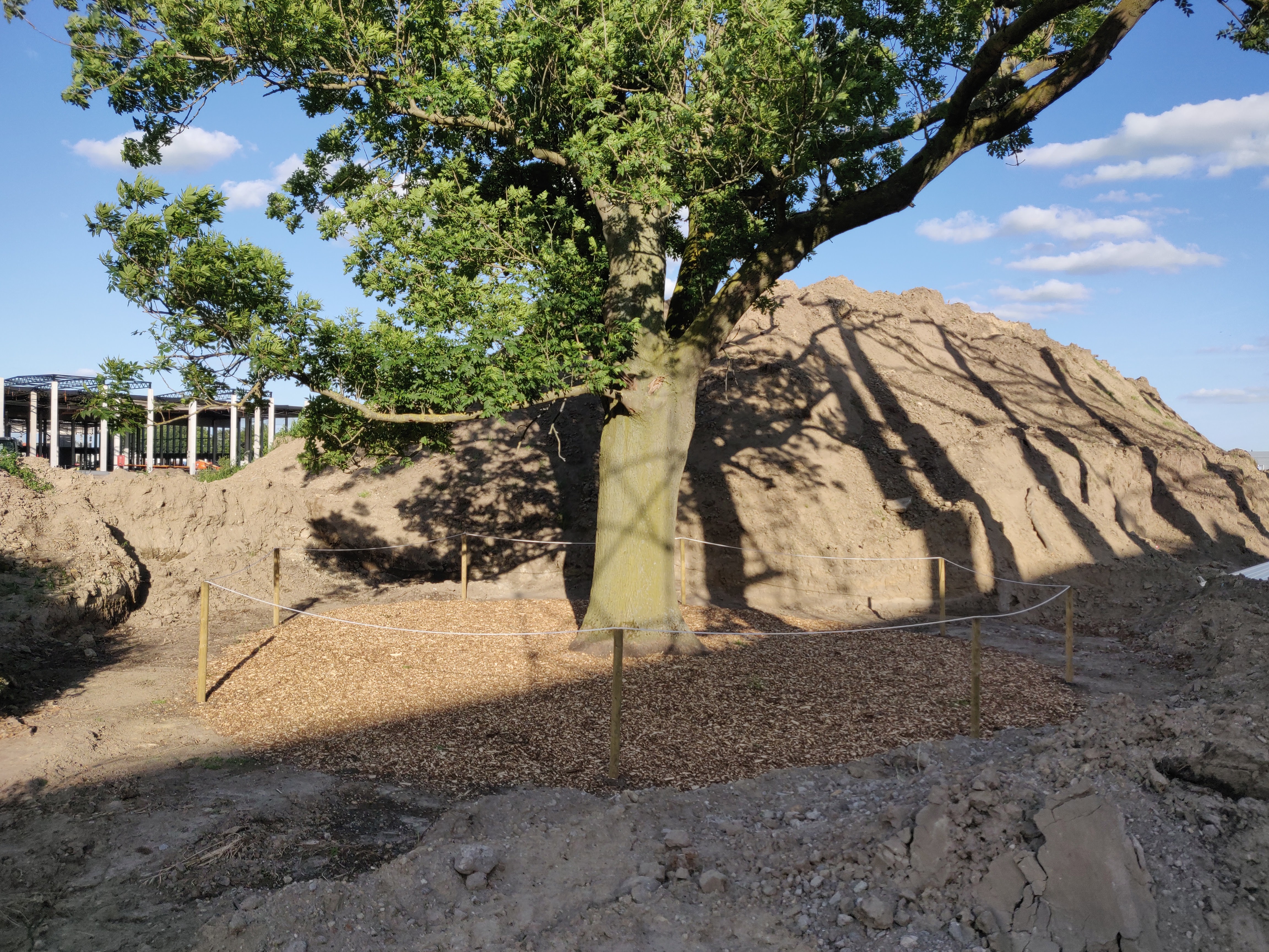 tuinaannemers Geel | Bomen Thys